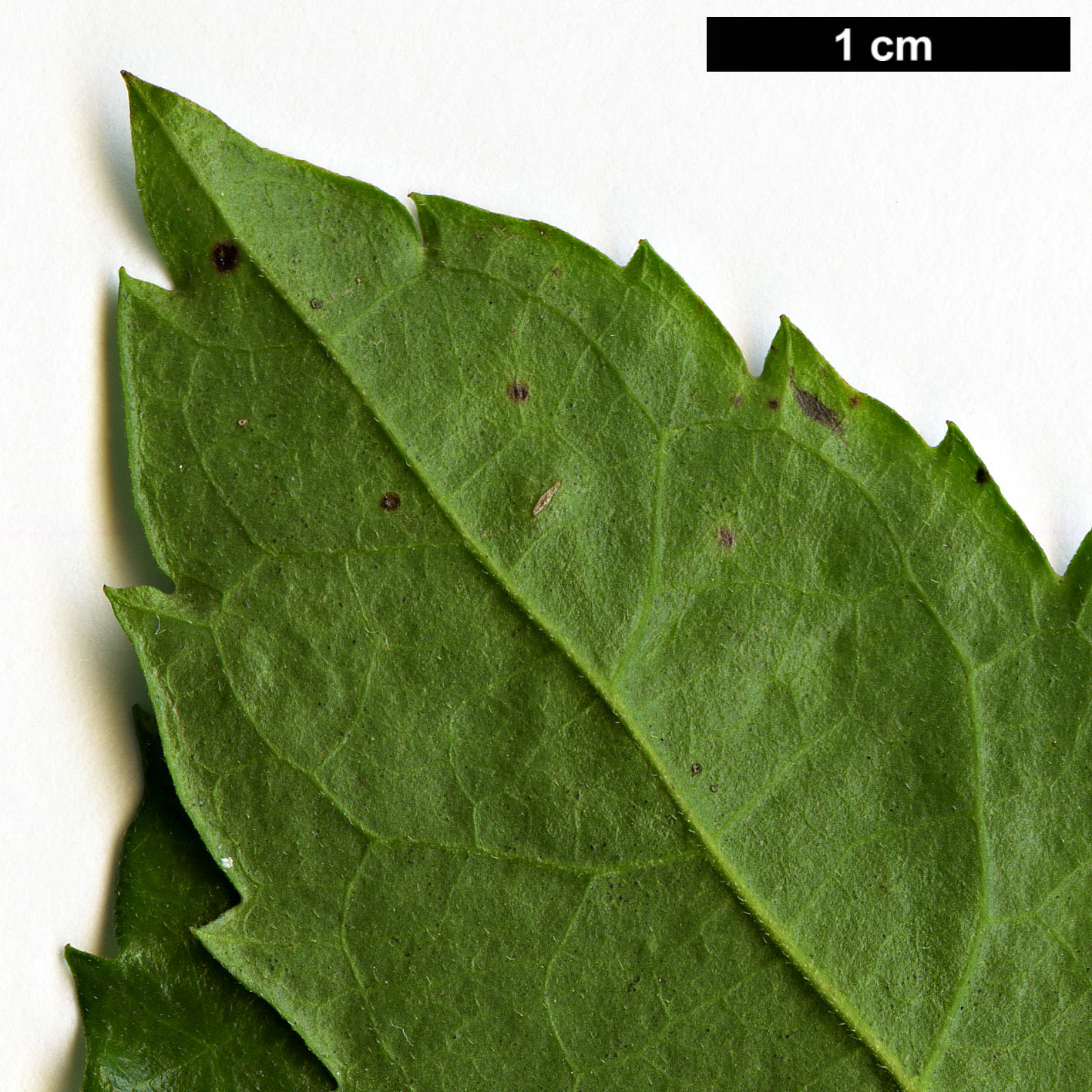 High resolution image: Family: Salicaceae - Genus: Azara - Taxon: serrata - SpeciesSub: 'Maurice Mason'